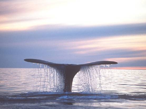   濒临灭绝的海洋之王――鲸