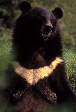 WildAid：地球上最后的八种熊