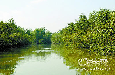 广州净土――南沙湿地公园