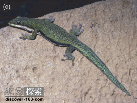 ѧΪPhelsuma lineata punctulataıڻֻ˹ӵ