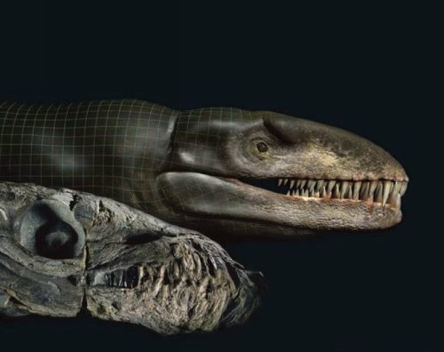 海洋生物Dakosaurus andiniensis 海洋生物Dakosaurus andiniensis