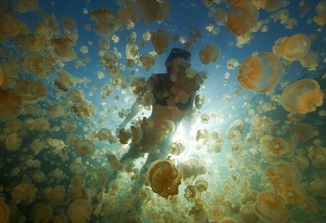 帕劳群岛水母湖 帕劳群岛水母湖