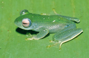 ˹