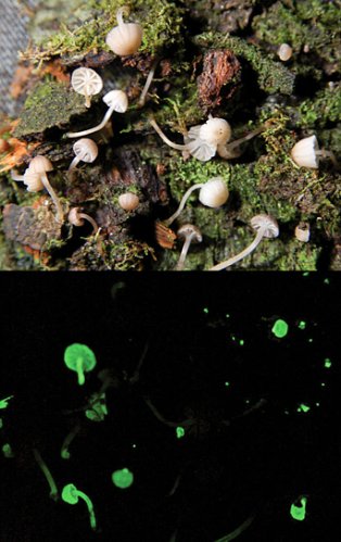荧光小蘑菇Mycena luxarboricola 荧光小蘑菇Mycena luxarboricola