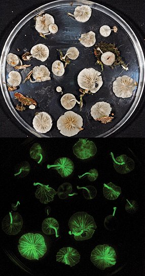 蘑菇新种Mycena silvaelucens 蘑菇新种Mycena silvaelucens
