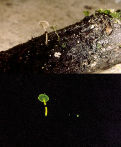 发光蘑菇Mycena abieticola 发光蘑菇Mycena abieticola