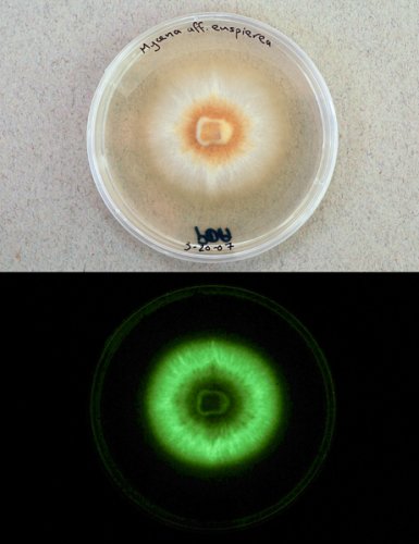 荧光蘑菇Mycena luxperpertua 荧光蘑菇Mycena luxperpertua