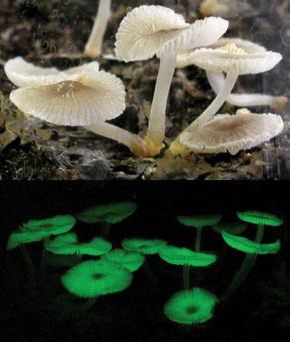 Mycena chlorophos是已知最为古老的发光菌类 Mycena chlorophos是已知最为古老的发光菌类
