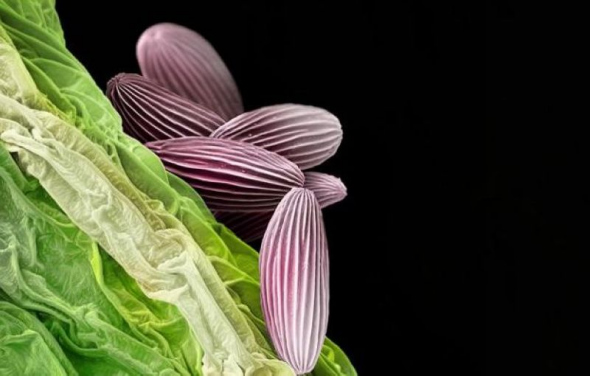 大薸属植物花粉 大薸属植物花粉