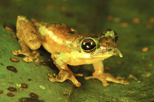 “匹诺曹”蛙，鼻头酷似童话中木偶匹诺曹的长鼻子，2008年发现于印度尼西亚。