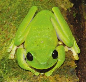 “珍珠眼”蛙，长有一对黑珍珠般的大眼珠，2008年发现于巴布亚新几内亚。