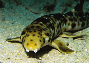 行走鲨，能在海底靠鳍行走，当然也会游泳，2006年发现于印度尼西亚。