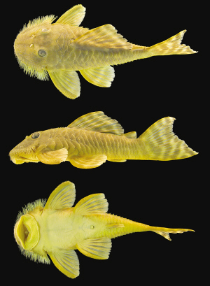 吸嘴鲶鱼，嘴部可吸附在其他海洋动物或岩石表面觅食，2005年发现于苏里南。