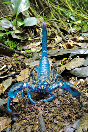 帝蝎，蓝色的身体、20多厘米长的身躯令人胆寒，2006年发现于加纳。