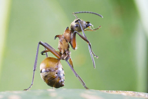 鱼钩蚁，身上长有多个如鱼钩一样的尖刺，2007年发现于柬埔寨。