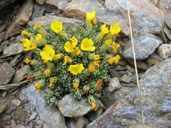 生长在内华达山脉的阿尔卑斯山之花。（来源：格兰纳达大学）