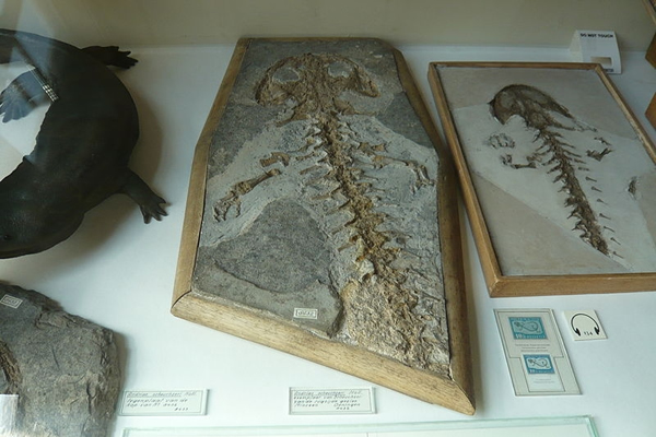 Aviturus exsecratusʯ