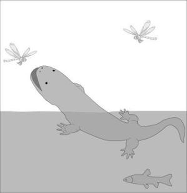 Aviturus exsecratus״̬ĸԭͼ