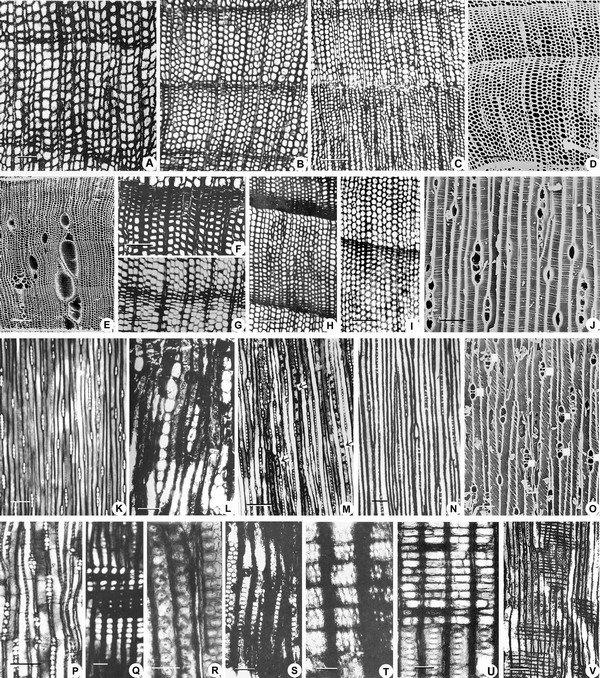 Representative fossil wood taxa from the Early Cretaceous sequences in China