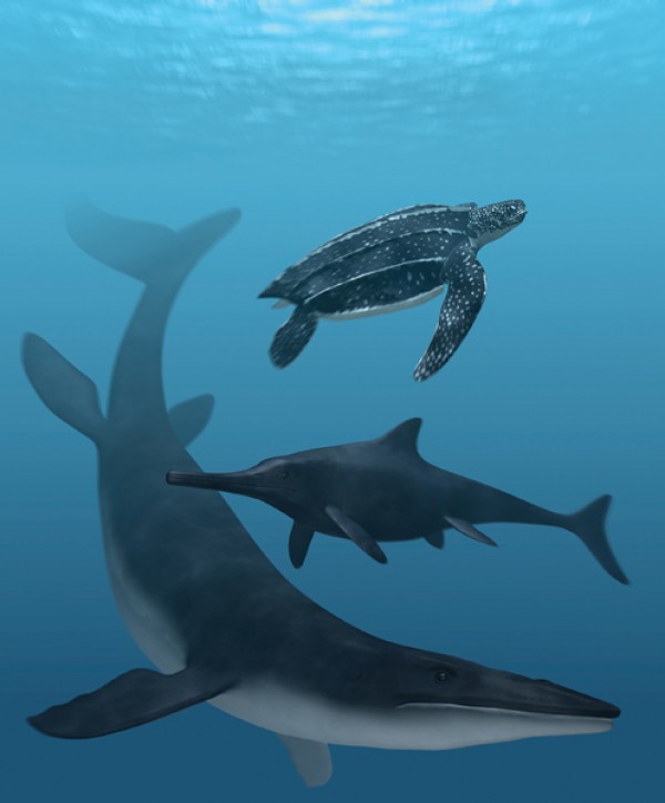 Full color. Some ancient marine reptiles, such as the leatherback turtle Eosphargis breineri (top), the ichthyosaur (middle), and the mosasaur (bottom), had color schemes similar to modern-day sea creatures, a new study of fossils suggests.