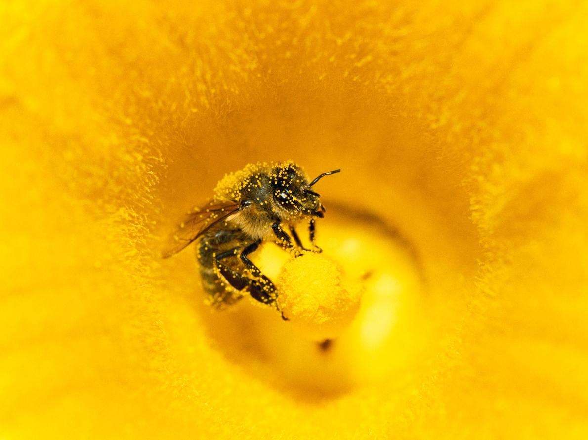 Picture of a honeybee