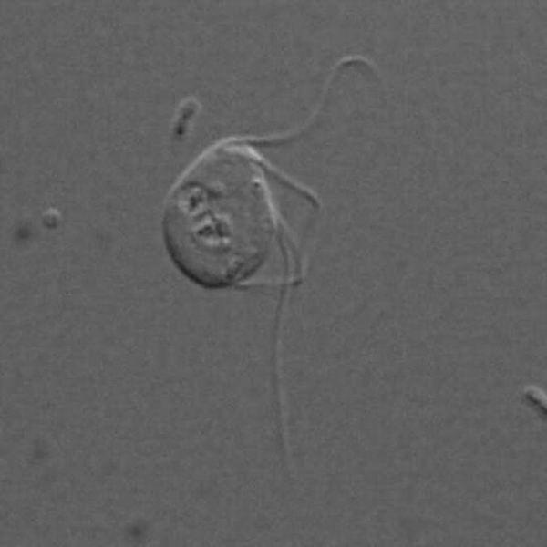 科学家发现奇特微生物没有“细胞发电站”