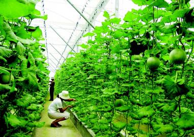 发展低碳农业促进农业可持续发展