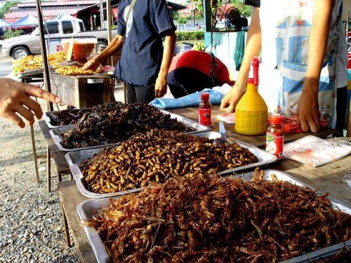 营养丰富又环保欧盟投巨资鼓励人们食用昆虫