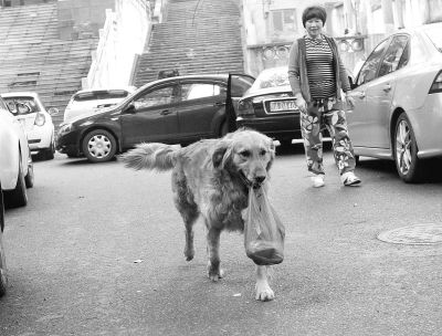 图为金毛犬正在帮主人“提”菜回家。记者
