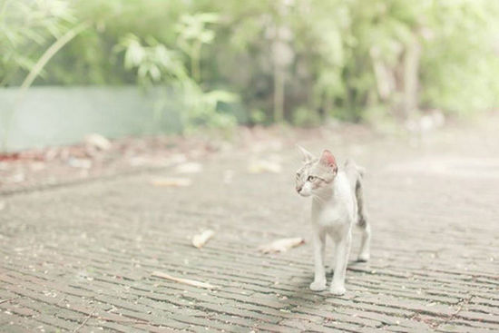『动物摄影』宠物猫拍摄入门技巧