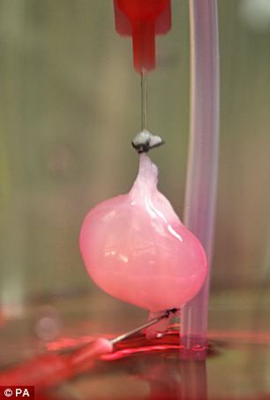 科学家此前首次成功将人造肾脏植入老鼠体内 科学家此前首次成功将人造肾脏植入老鼠体内