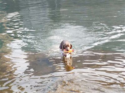 嘉陵江环保狗:每次游泳都将垃圾瓶叼回岸(图)
