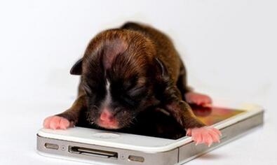 世界最小狗现身：比iPhone手机还小