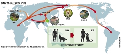 汪星人祖先都来自中国南方:随丝绸之路迁徙全球