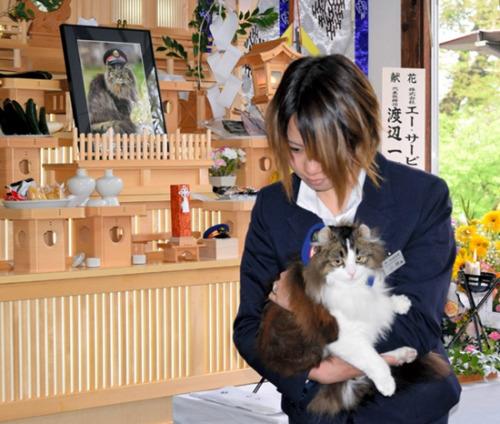 日本18岁猫咪荣誉站长去世 300人冒雨参加葬礼