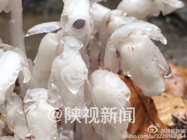 陕西发现“死亡之花”水晶兰：通体晶莹似冰