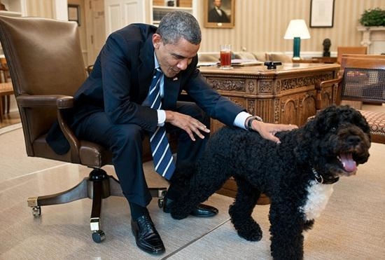 美国“第一宠物”：和总统一样日程繁忙