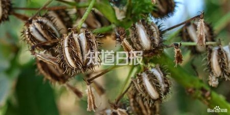 太可怕!潜伏在我们身边的十种致命植物
