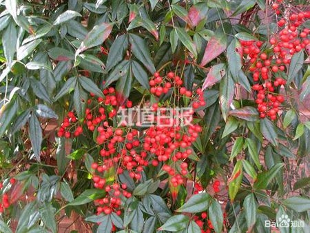太可怕!潜伏在我们身边的十种致命植物