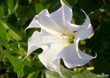 太可怕!潜伏在我们身边的十种致命植物