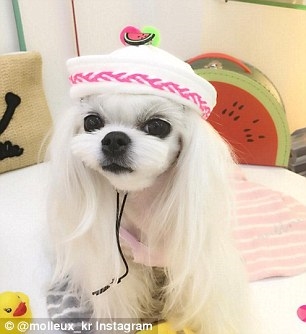 韩国最美母狗走红 女网友：长得还不如狗