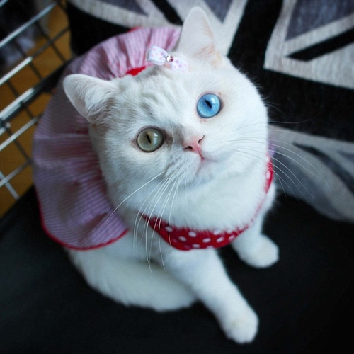 这只猫红遍网络：天生妖瞳！