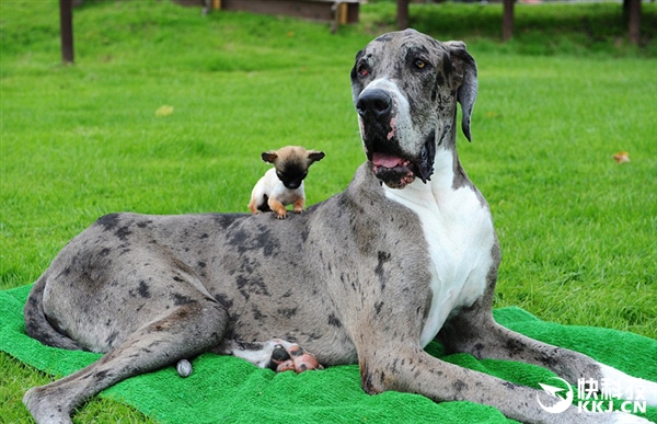 最萌身高差！世界最高狗邂逅英国最小狗：结果意外