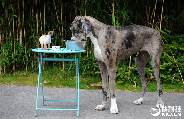 最萌身高差！世界最高狗邂逅英国最小狗：结果意外