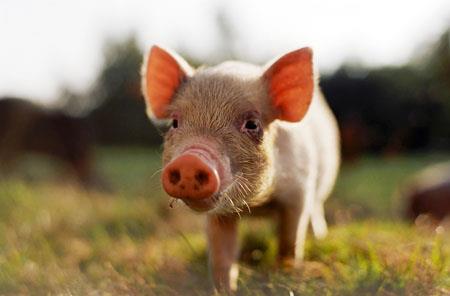 丁家猪11万天价！你知道家猪的历史吗？