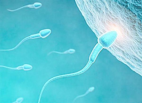 日本教授制成“人造精子”：不孕不育有救了