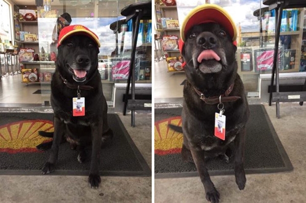 狗狗被主人遗弃在加油站 如今它成了那里的员工