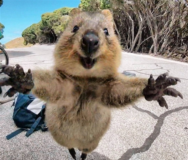世界上最快乐的动物 镜头前兴奋求抱抱