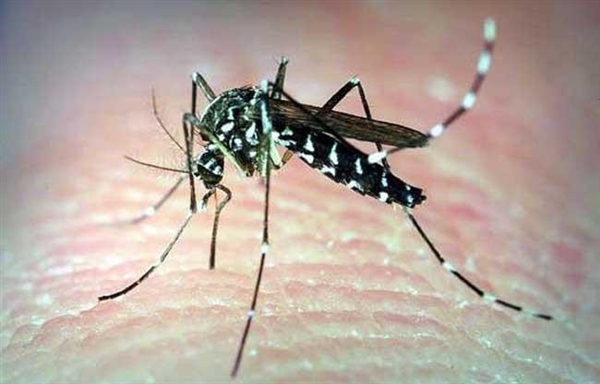 真相：住得越高 蚊子就越少 真的是这样吗？