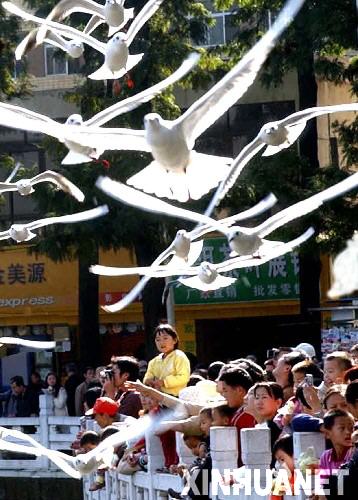2005年11月13日清晨,市民和游客在昆明翠湖公园迎接当年首批大量入城的红嘴鸥。